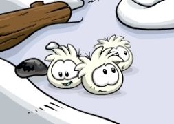 Primeira imagem divulgada por Billybob dos puffles brancos.